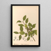 Geneeskrachtige planten Pl134 - Charles Frederick Millspaugh — ingelijst kunstwerk aan de muur