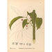 Reproductie van het schilderij Planten medicinale Pl135 - Charles Frederick Millspaugh