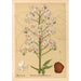 Geneeskrachtige planten Pl136 - Charles Frederick Millspaugh — weergave van het kunstwerk