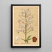 Geneeskrachtige planten Pl136 - Charles Frederick Millspaugh — ingelijst kunstwerk aan de muur