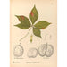 Reproductie van het schilderij Geneeskrachtige planten Pl137 - Charles Frederick Millspaugh