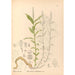 Geneeskrachtige planten Pl138 - Charles Frederick Millspaugh — weergave van het kunstwerk