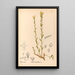 Reproductie van het schilderij Geneeskrachtige planten Pl139 - Charles Frederick Millspaugh