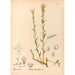 Reproductie van het schilderij Geneeskrachtige planten Pl139 - Charles Frederick Millspaugh