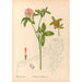 Geneeskrachtige planten Pl140 - Charles Frederick Millspaugh — weergave van het kunstwerk