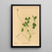 Reproductie van het schilderij Plantenmedicinale Schilderij Pl141 - Charles Frederick Millspaugh