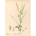 Geneeskrachtige planten Pl142 - Charles Frederick Millspaugh — weergave van het kunstwerk