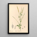 Geneeskrachtige planten Pl142 - Charles Frederick Millspaugh — ingelijst kunstwerk aan de muur