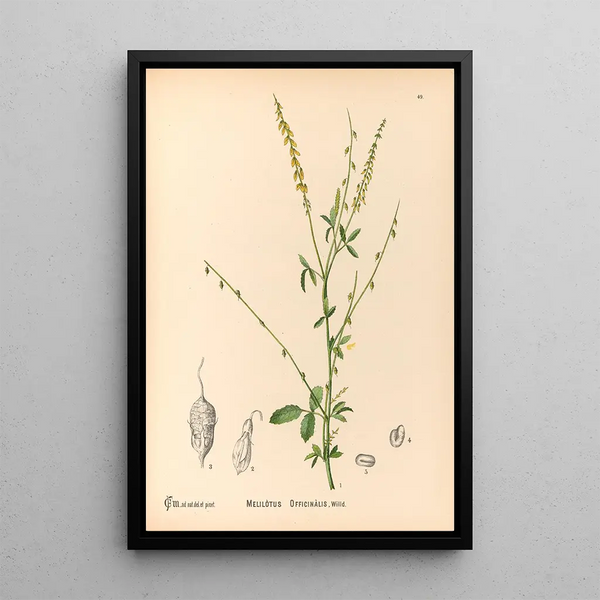 Charles Frederick Millspaugh - Medicinal Plants Pl142.webp