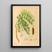 Reproductie van het schilderij Geneeskrachtige planten Pl143 - Charles Frederick Millspaugh