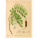 Reproductie van het schilderij Geneeskrachtige planten Pl143 - Charles Frederick Millspaugh
