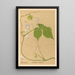 Reproductie van het schilderij Geneeskrachtige planten Pl144 - Charles Frederick Millspaugh