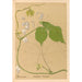 Reproductie van het schilderij Geneeskrachtige planten Pl144 - Charles Frederick Millspaugh