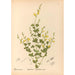Geneeskrachtige planten Pl145 - Charles Frederick Millspaugh — weergave van het kunstwerk