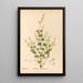 Geneeskrachtige planten Pl145 - Charles Frederick Millspaugh — ingelijst kunstwerk aan de muur