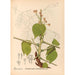 Reproductie van het schilderij Geneeskrachtige planten Pl146 - Charles Frederick Millspaugh