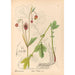 Geneeskrachtige planten Pl147 - Charles Frederick Millspaugh — weergave van het kunstwerk