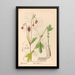 Geneeskrachtige planten Pl147 - Charles Frederick Millspaugh — ingelijst kunstwerk aan de muur