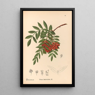 Charles Frederick Millspaugh - Medicinal Plants Pl149.webp