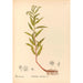 Reproductie van het schilderij Geneeskrachtige planten Pl150 - Charles Frederick Millspaugh