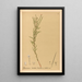 Reproductie van het schilderij Geneeskrachtige planten Pl152 - Charles Frederick Millspaugh