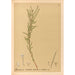 Reproductie van het schilderij Geneeskrachtige planten Pl152 - Charles Frederick Millspaugh