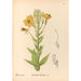 Geneeskrachtige planten Pl153 - Charles Frederick Millspaugh — weergave van het kunstwerk