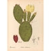 Geneeskrachtige planten Pl154 - Charles Frederick Millspaugh — weergave van het kunstwerk