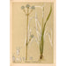 Reproductie van het schilderij Geneeskrachtige planten Pl155 - Charles Frederick Millspaugh