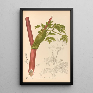 Charles Frederick Millspaugh - Medicinal Plants Pl157.webp