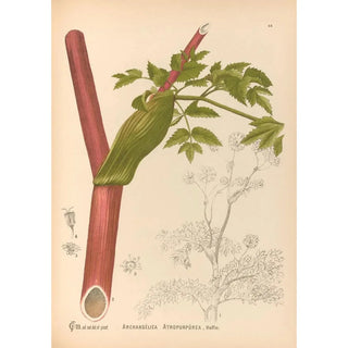 Charles Frederick Millspaugh - Medicinal Plants Pl157.webp