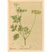 Geneeskrachtige planten Pl158 - Charles Frederick Millspaugh — weergave van het kunstwerk