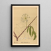 Reproductie van het schilderij Geneeskrachtige planten Pl160 - Charles Frederick Millspaugh