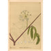 Reproductie van het schilderij Geneeskrachtige planten Pl160 - Charles Frederick Millspaugh
