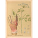 Geneeskrachtige planten Pl161 - Charles Frederick Millspaugh — weergave van het kunstwerk