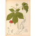 Geneeskrachtige planten Pl163 - Charles Frederick Millspaugh — weergave van het kunstwerk