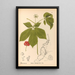 Geneeskrachtige planten Pl163 - Charles Frederick Millspaugh — ingelijst kunstwerk aan de muur