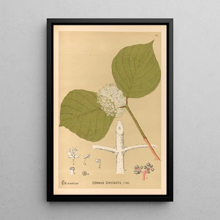 Charles Frederick Millspaugh - Medicinal Plants Pl165.webp