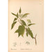 Geneeskrachtige planten Pl166 - Charles Frederick Millspaugh — weergave van het kunstwerk