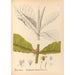 Reproductie van het schilderij Geneeskrachtige planten Pl167 - Charles Frederick Millspaugh