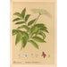 Geneeskrachtige planten Pl168 - Charles Frederick Millspaugh — weergave van het kunstwerk