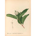 Reproductie van het schilderij Geneeskrachtige planten Pl169 - Charles Frederick Millspaugh