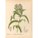 Planten medicinale Pl172 - Charles Frederick Millspaugh — weergave van het kunstwerk