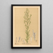 Reproductie van het schilderij Geneeskrachtige planten Pl173 - Charles Frederick Millspaugh