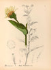 Geneeskrachtige planten Pl. 174 - Charles Frederick Millspaugh — weergave van het kunstwerk
