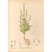 Geneeskrachtige planten Pl175 - Charles Frederick Millspaugh — weergave van het kunstwerk