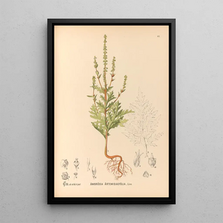 Charles Frederick Millspaugh - Medicinal Plants Pl175.webp