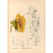 Reproductie van het schilderij Geneeskrachtige planten Pl176 - Charles Frederick Millspaugh
