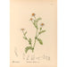 Geneeskrachtige planten Pl177 - Charles Frederick Millspaugh — weergave van het kunstwerk