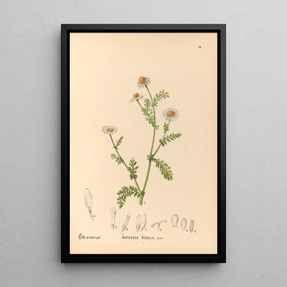Charles Frederick Millspaugh - Medicinal Plants Pl177.webp